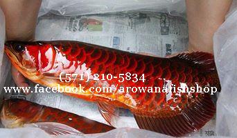 Super Red Arowana Fish And Many Others Available - Singapore Pets Classifieds | Sg Pets